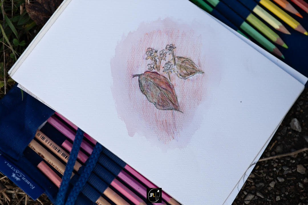illustratrice